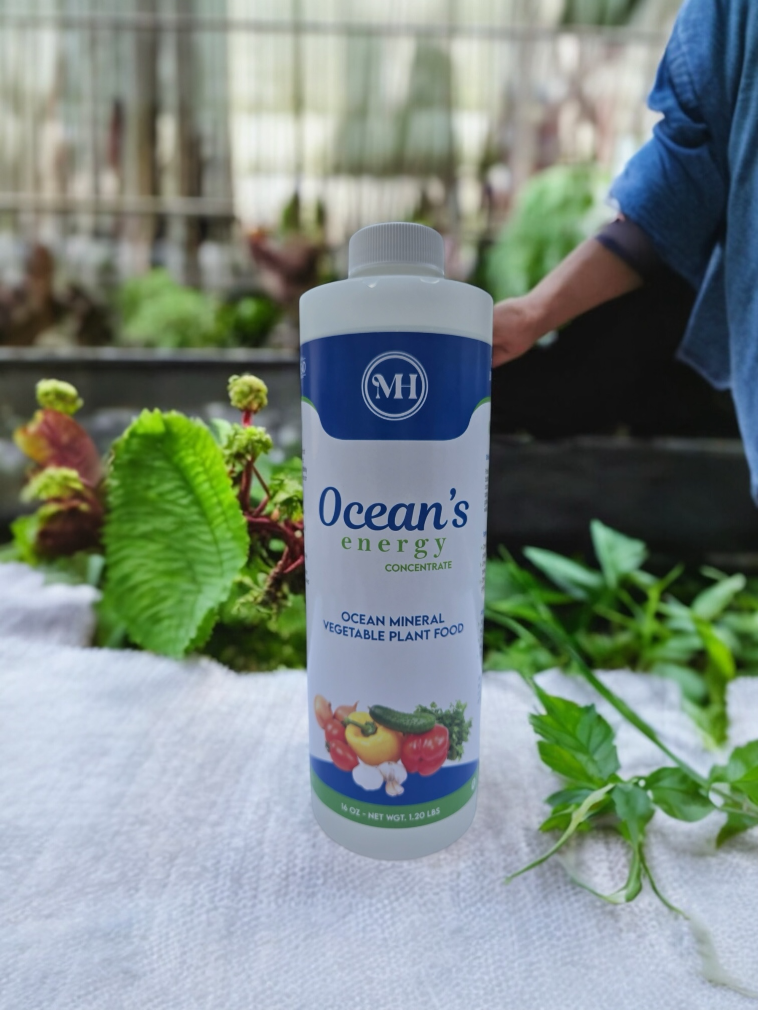Ocean's Energy - Concentrate